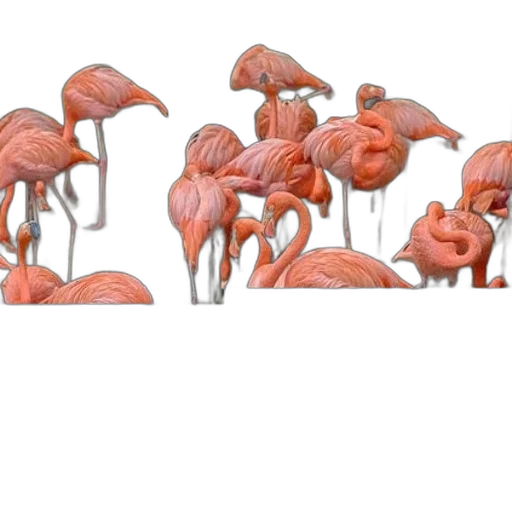 umbrella, hat, animal, crown transparent PNG cut-out
