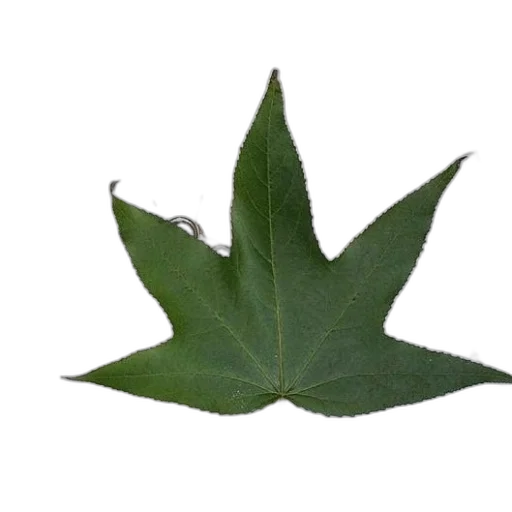 tree, crown, flower, dragon transparent PNG cut-out