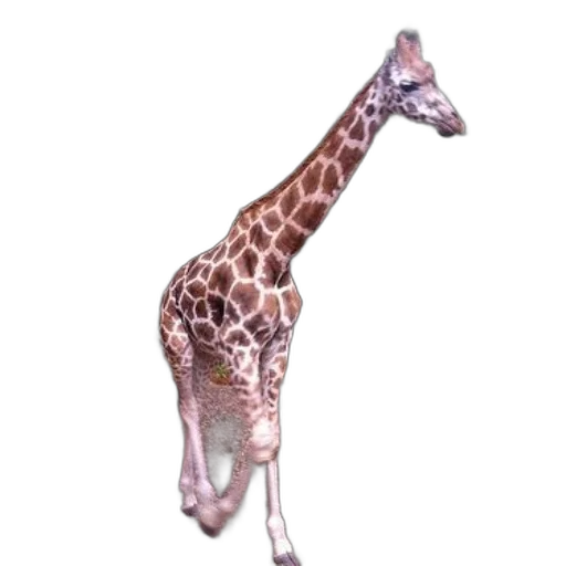 animal, creature, staff, shoes transparent PNG cut-out