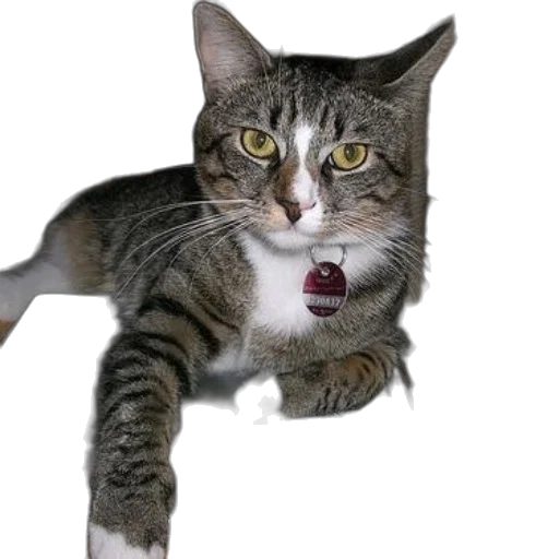 animal, staff, creature, jewelry transparent PNG cut-out