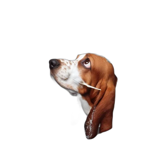 animal, staff, face, creature transparent PNG cut-out