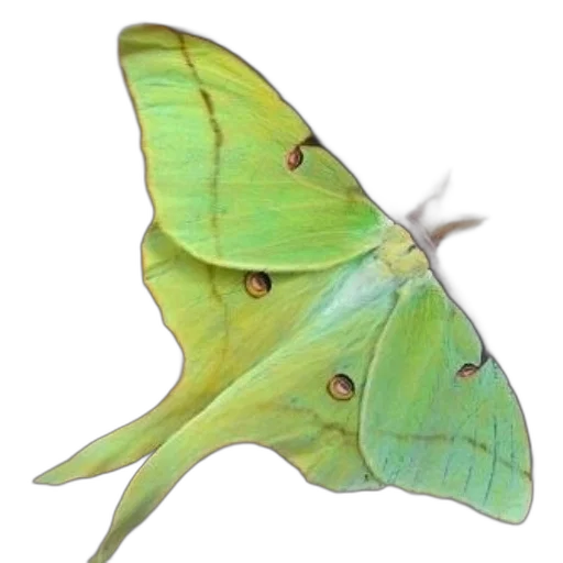 animal, creature, staff, jewelry transparent PNG cut-out