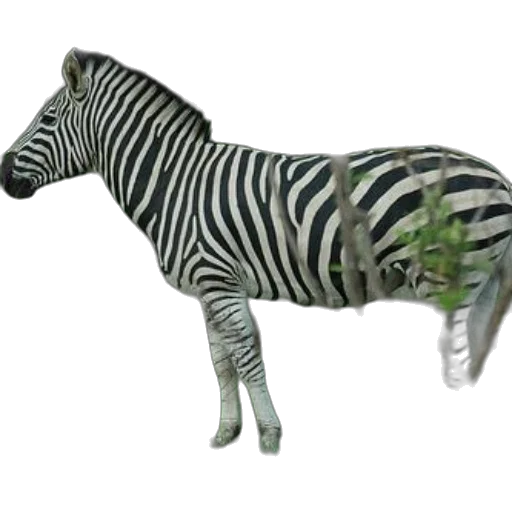 animal, creature, staff, jewelry transparent PNG cut-out