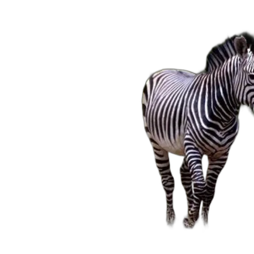animal, creature, jewelry, robot transparent PNG cut-out
