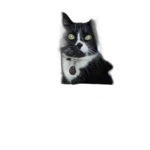 animal, staff, creature, robot transparent PNG cut-out