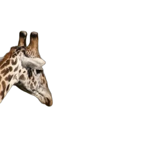 animal, creature, face, mask transparent PNG cut-out
