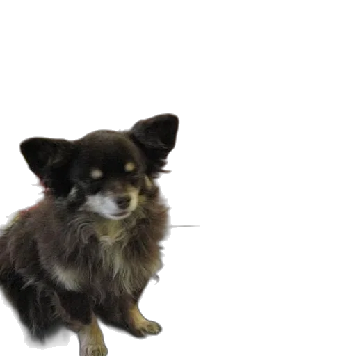 animal, creature, staff, 3d render transparent PNG cut-out