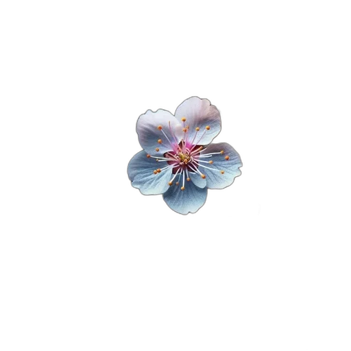 flower, jewelry, crown, umbrella transparent PNG cut-out