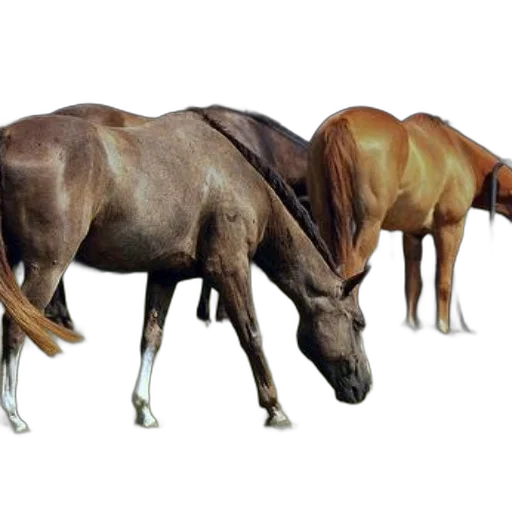 animal, furniture, photorealistic, concept art transparent PNG cut-out