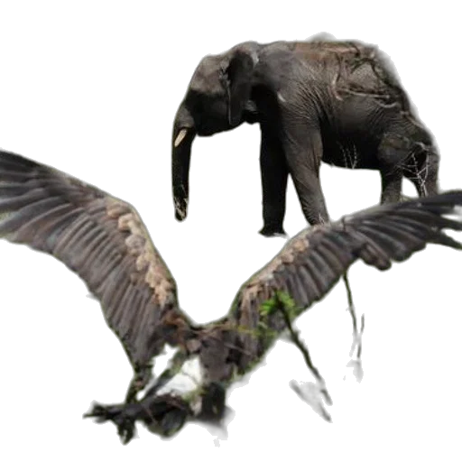 dragon, animal, creature, concept art transparent PNG cut-out