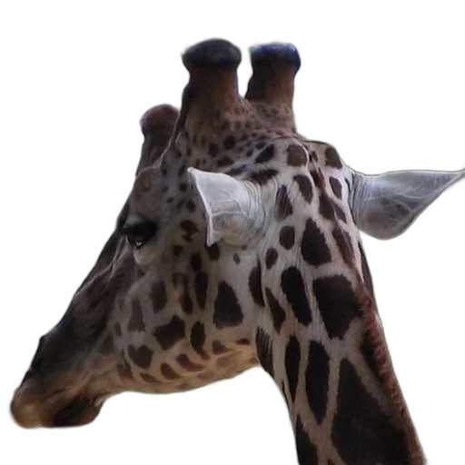 animal, creature, staff, hat transparent PNG cut-out
