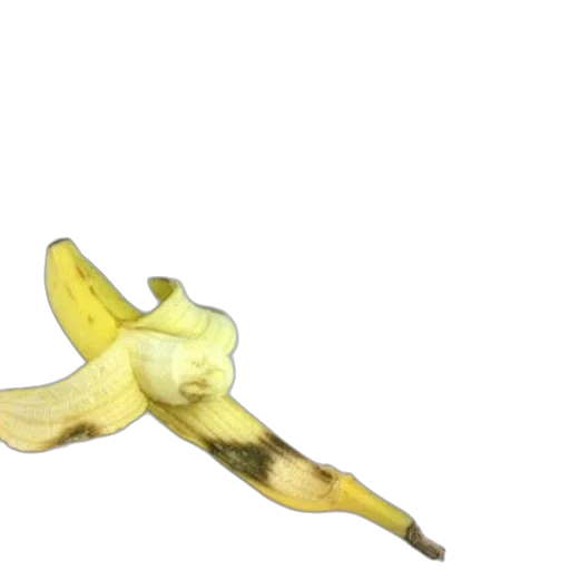 food, flower, animal, weapon transparent PNG cut-out
