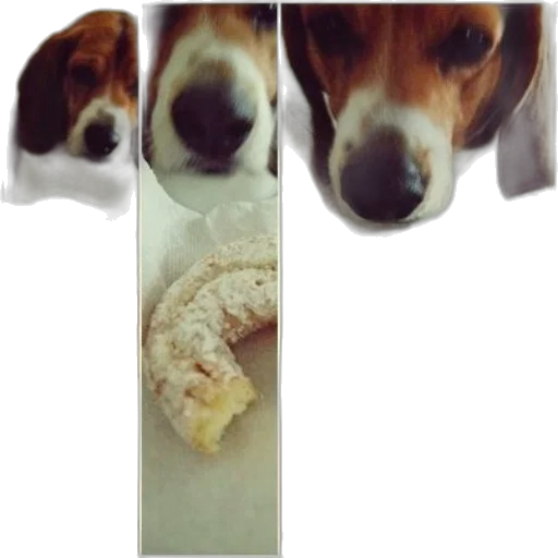food, animal, creature, collage transparent PNG cut-out