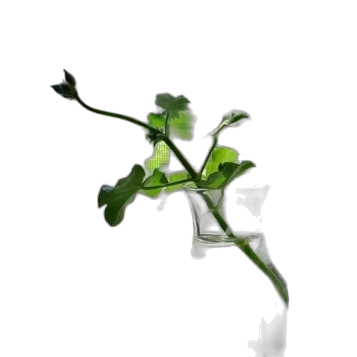 flower, bottle, weapon, staff transparent PNG cut-out