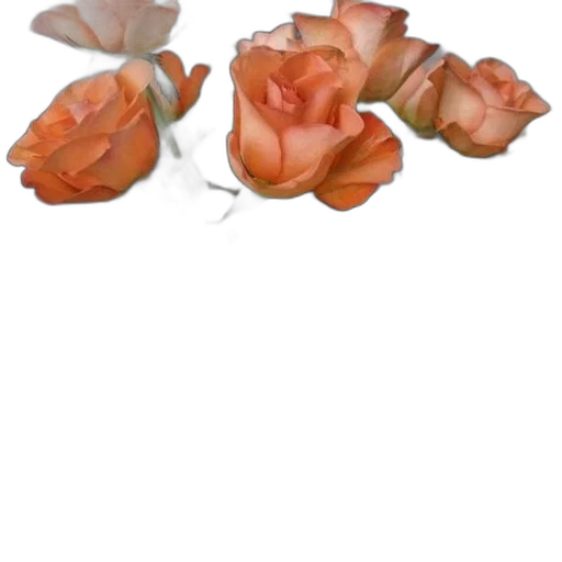 flower, crown, jewelry, hat transparent PNG cut-out