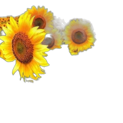 flower, crown, jewelry, umbrella transparent PNG cut-out