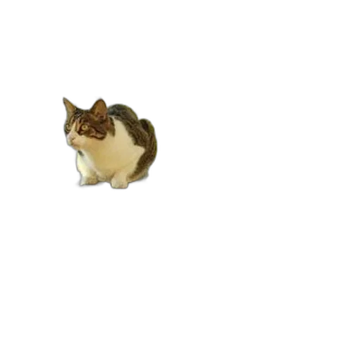 animal, creature, staff, food transparent PNG cut-out