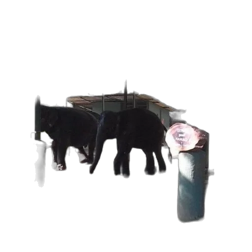 staff, weapon, animal, furniture transparent PNG cut-out