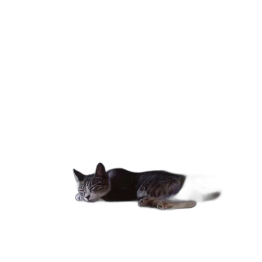 animal, creature, staff, hat transparent PNG cut-out