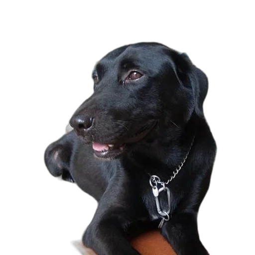 staff, animal, jewelry, face transparent PNG cut-out