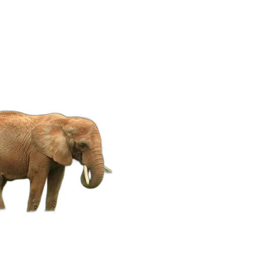 animal, creature, staff, furniture transparent PNG cut-out