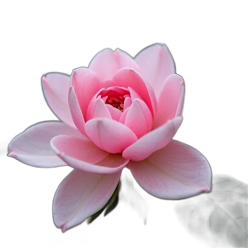 flower, jewelry, crown, staff transparent PNG cut-out