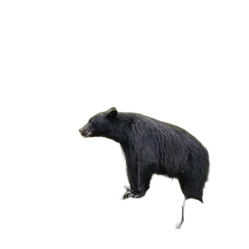 animal, creature, hair, staff transparent PNG cut-out