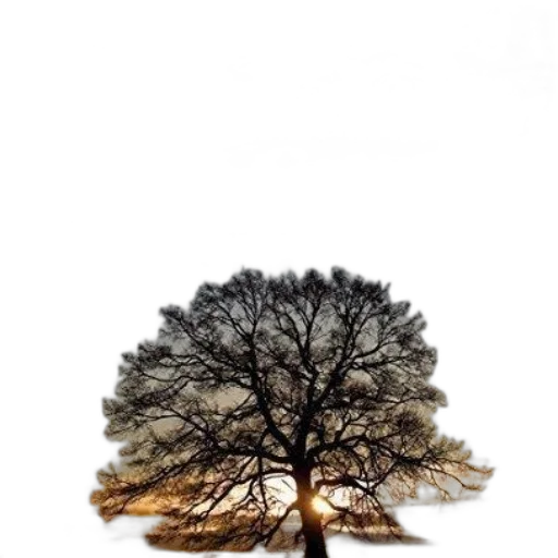 tree, hair, crown, hat transparent PNG cut-out