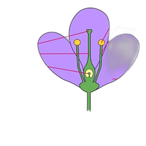 flower, jewelry, crown, umbrella transparent PNG cut-out