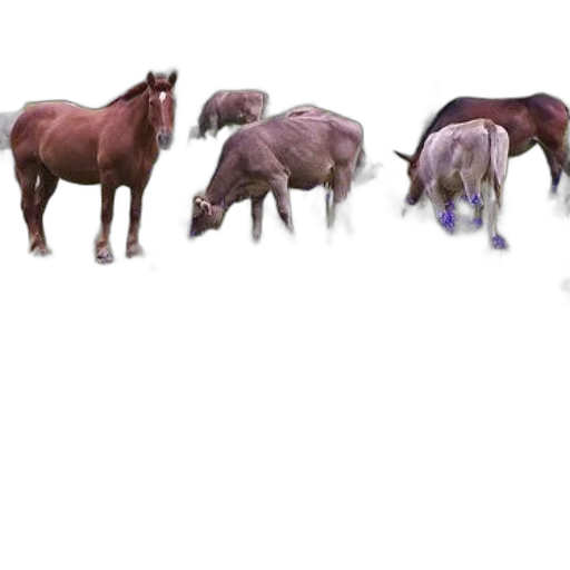 animal, creature, dragon, hair transparent PNG cut-out