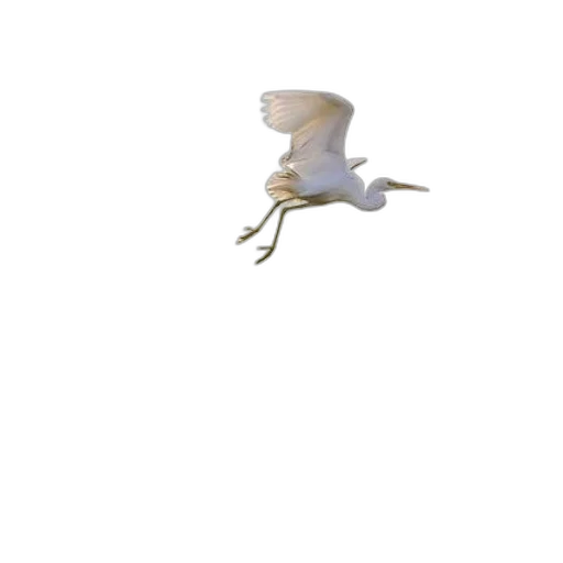dragon, creature, animal, flower transparent PNG cut-out