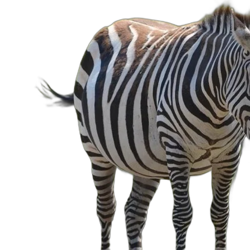 animal, creature, jacket, hat transparent PNG cut-out