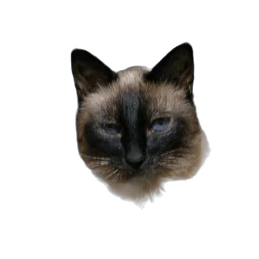 animal, face, staff, creature transparent PNG cut-out