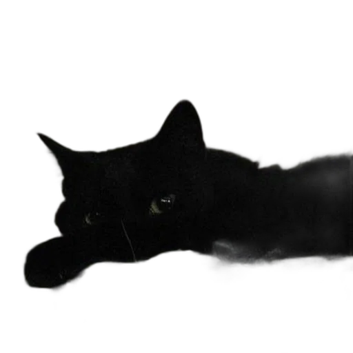animal, creature, staff, hat transparent PNG cut-out