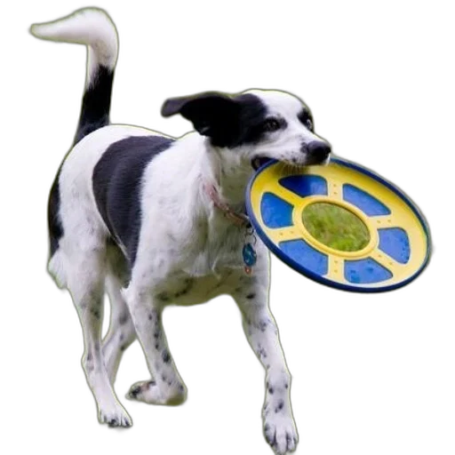 staff, animal, jewelry, umbrella transparent PNG cut-out