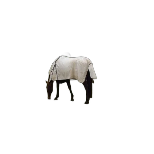 animal, creature, furniture, hat transparent PNG cut-out