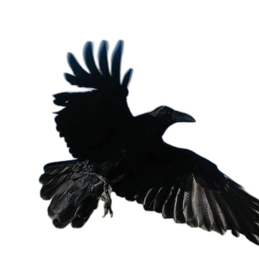 animal, staff, creature, crown transparent PNG cut-out