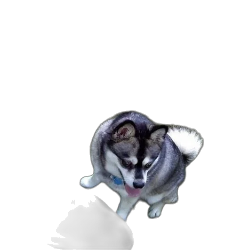 animal, creature, staff, dragon transparent PNG cut-out