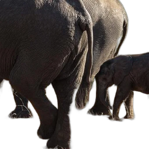 animal, photorealistic, mother, elephant transparent PNG cut-out