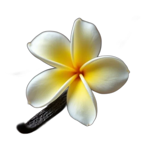 flower, jewelry, staff, crown transparent PNG cut-out