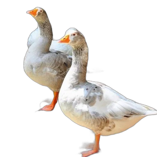 animal, food, creature, 3d render transparent PNG cut-out