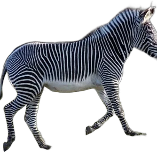 animal, creature, staff, jewelry transparent PNG cut-out