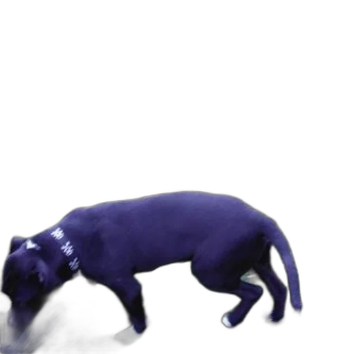 animal, creature, staff, robot transparent PNG cut-out