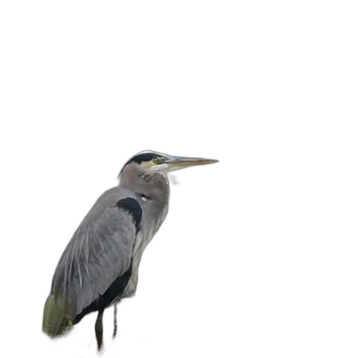 animal, creature, dragon, staff transparent PNG cut-out