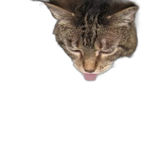 animal, creature, face, hat transparent PNG cut-out