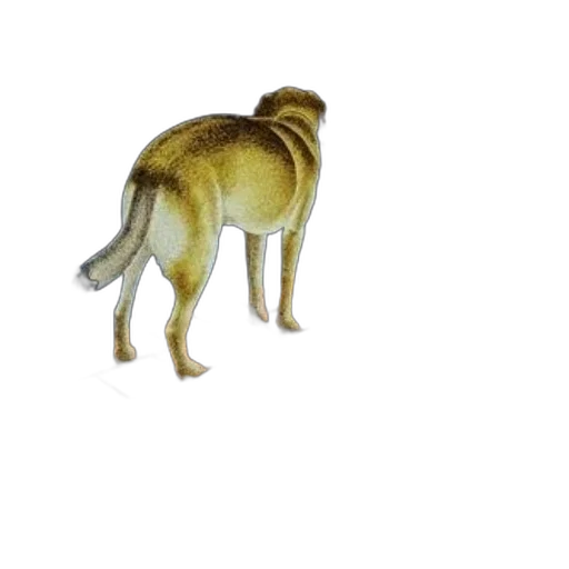 animal, creature, staff, hair transparent PNG cut-out