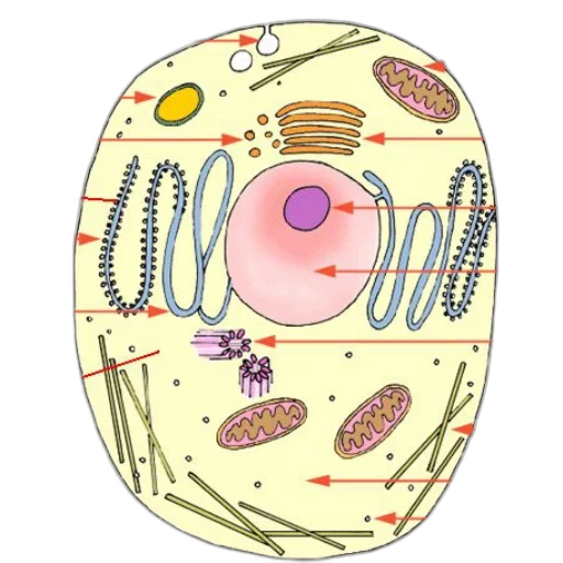jewelry, crown, food, outer space transparent PNG cut-out