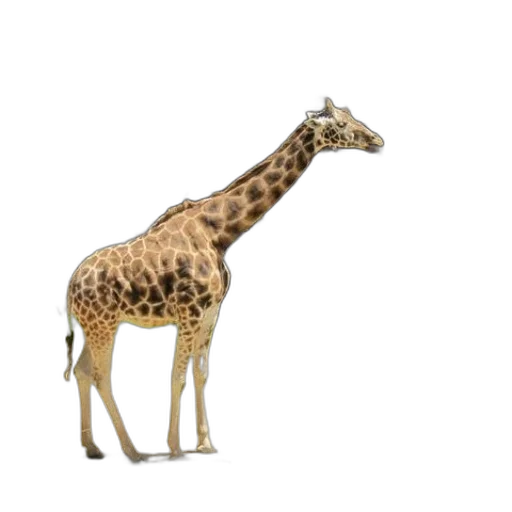 animal, creature, staff, weapon transparent PNG cut-out
