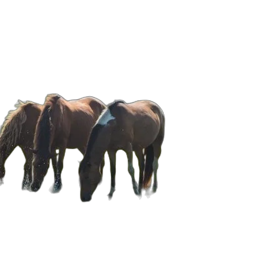 animal, crown, hair, creature transparent PNG cut-out