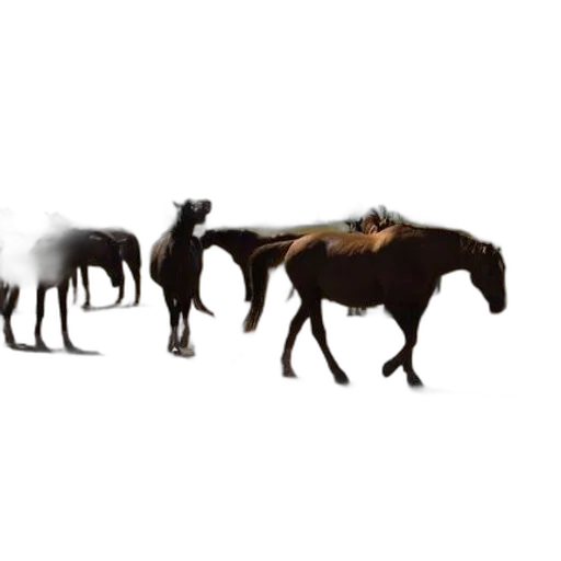 animal, staff, hair, creature transparent PNG cut-out